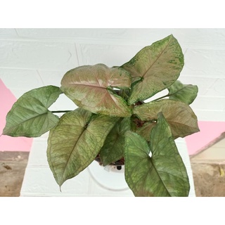 Syngonium strawberry ด่างสวยๆ