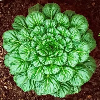 150 เมล็ด กวางตุ้งดอกไม้ไฟ​ Tatsoi​