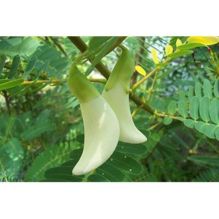 เมล็ดพันธุ์ดอกแคขาว ประมาณ  40  เมล็ด ซองละ 29 บาท จากบ้านสวน