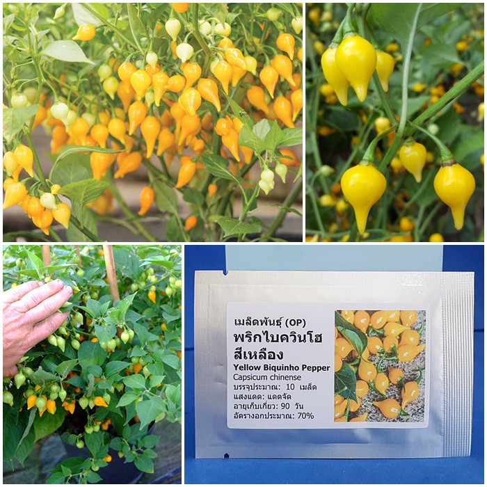 เมล็ดพันธุ์ พริกไบควินโฮ สีเหลือง (Yellow Biquinho Pepper Seed) บรรจุ 10 เมล็ด คุณภาพดี ราคาถูก ของแท้