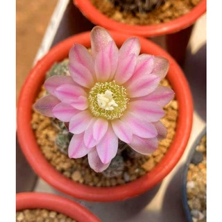 ยิมโน บรูซิอาย​ Gymnocalycium bruchii