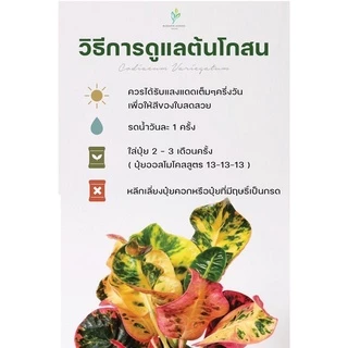 ต้นโกสนพันธุ์ ยูโรป้า ไซส์เล็ก กระถาง 5" สูง 15-20 เซนติเมตร ซื้อ 10 แถม 1 (จัดส่งแบบถอดกระถาง+รับประกันสินค้า)