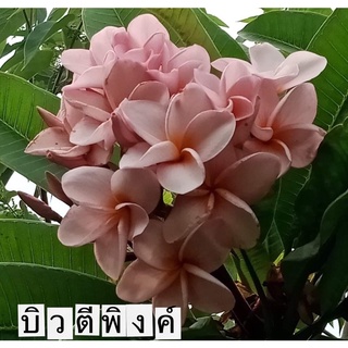 บิ้วตี้พิ้งค์ กิ่ง500