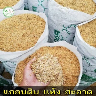 แกลบ แกลบดิบ 1 กระสอบ (10 กิโล) แกลบแห้ง สะอาด อุ้มน้ำรักษาความชุ่มชื้นในดินผสมดินปลูกให้ร่วนซุยโรงงานขายเองของดีราคาถูก