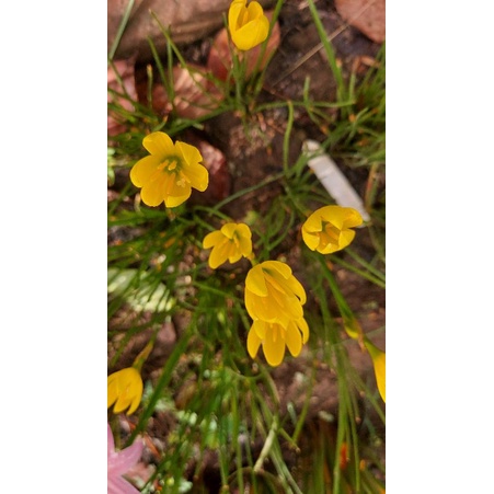 บัวดิน Z.Yolkster (สั่งขั้นต่ำ 50 บาท รวมในร้านได้) - รูปที่ 2