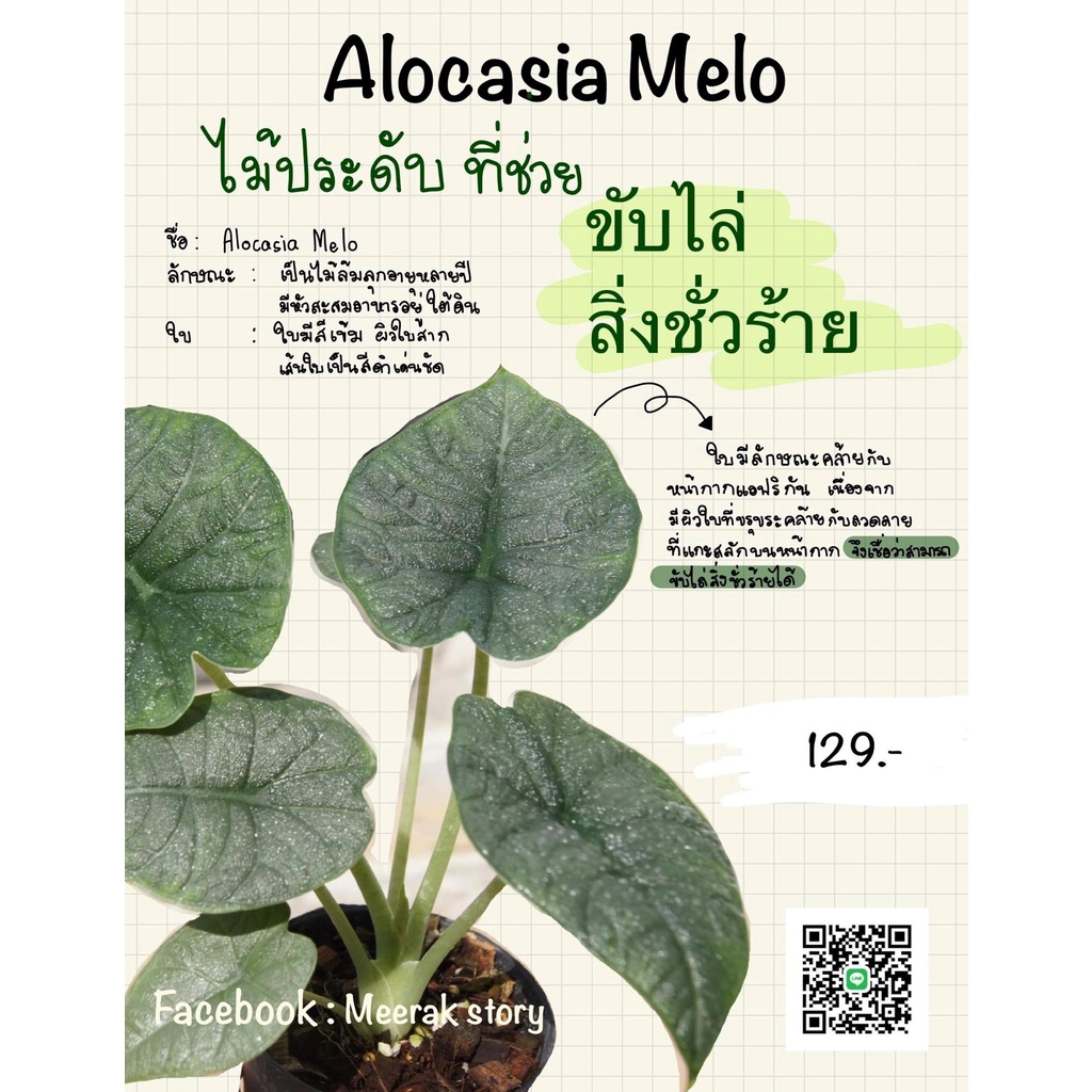 อโลคาเซีย เมโล (Alocasia Melo)🌸