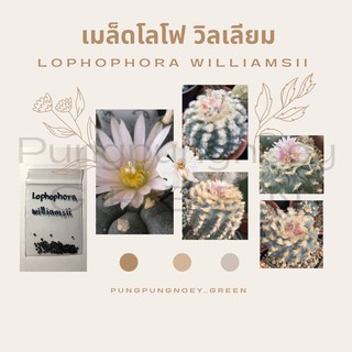 เมล็ดกระบองเพชร เมล็ดแคคตัส เมล็ด Lophophora williamsii 10 เมล็ด