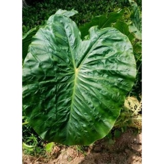 Colocasia green corol บอนเขียว