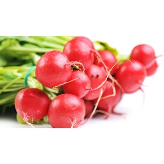 แรดิช (Radish) หรือหัวผักกาดแดง