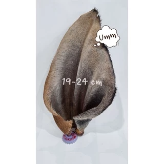 cow ears หูวัวอบแห้ง ขนมขัดฟันสุนัข แทนกระดูก ย่อยยได้ มีหลายไซส์ให้เลือก umm ขนมหมา