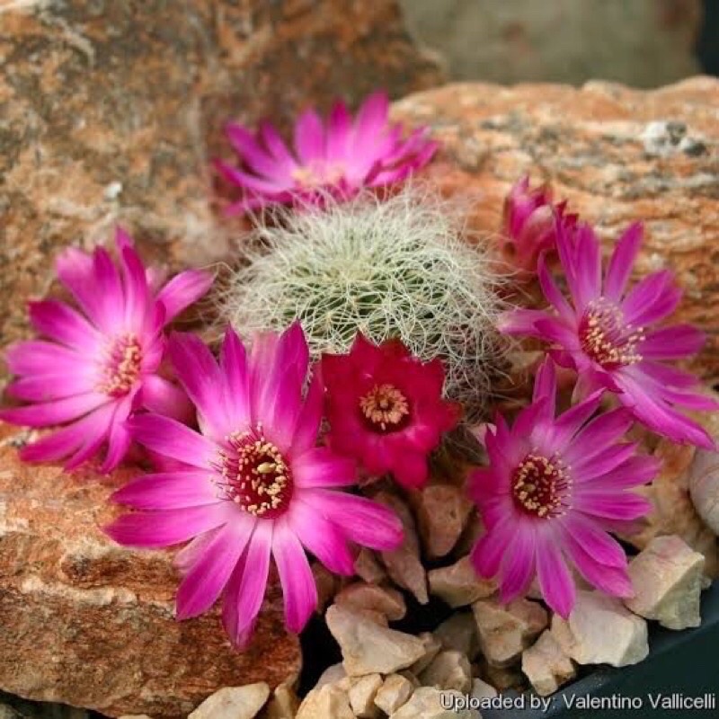 ซัลคอลรีบูเทีย จีโร เซนิลิส Sulcorebutia Gero Senilis กระถาง 2 นิ้วอ