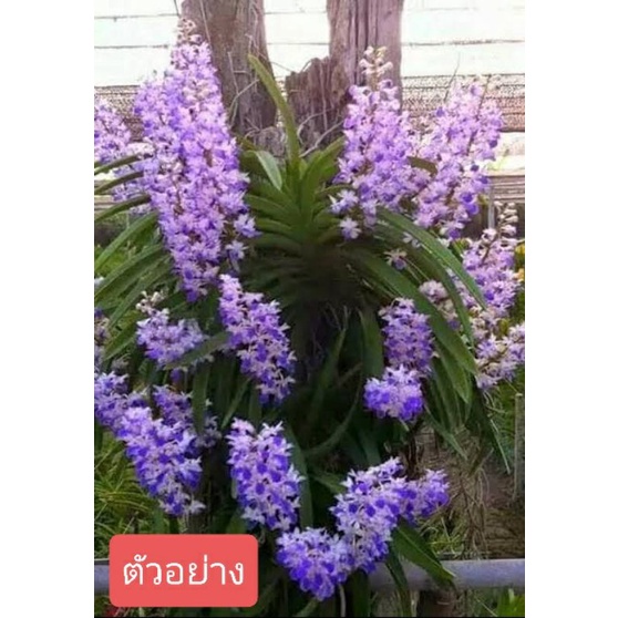 กล้วยไม้ป่าแท้เขาแกะบูล