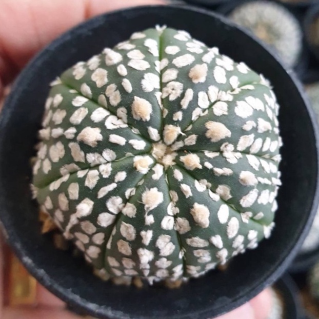 แคคตัส แอสทีเรียส ซุปเปอร์คาบูโตะ (astrophytum asterias super kabuto)