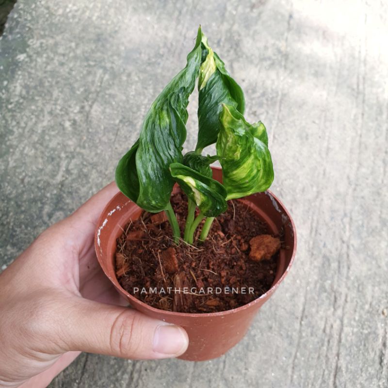 มุมมอง 3