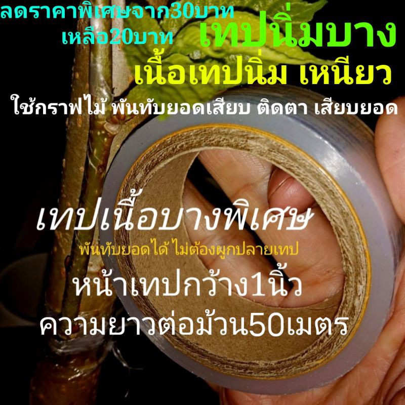 เทปพันกิ่ง ติดตา เสียบยอด นั่งแท่น ฯลฯ💥📌สั่ง2ม้วนลดเพิ่ม2บ.👍จุดเด่น เนื้อเทปบางนิ่ม ยืดหยุ่นสูง ใช้แบบไม่ผูกปลายเทปได้👍