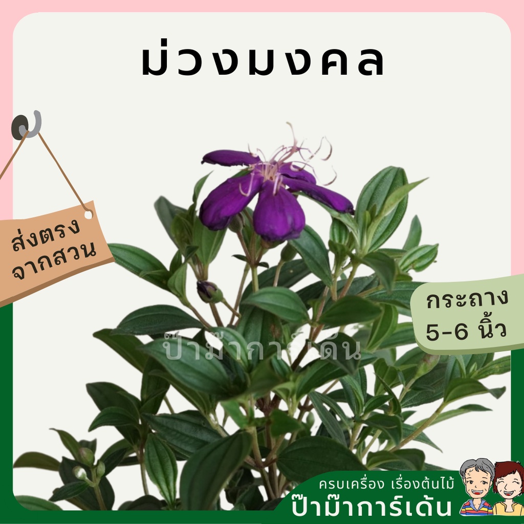 ม่วงมงคล ไม้แต่งสวน ดอกสีสดใส ออกดอกตลอดปี ไม้แดด มาในกระถางพร้อมตั้ง