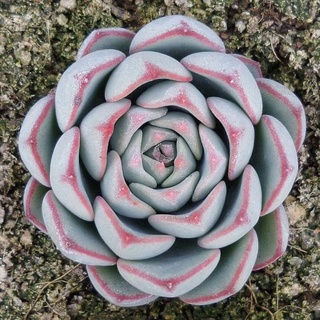 Echeveria’Mon Ami’ 30เมล็ด.-59