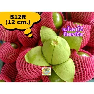 โฟมห่อผลไม้ 100 ชิ้น ตาข่ายโฟมห่อผลไม้ ยาว 10/12/20/22/24 ซม. เส้นเล็ก(S) โฟมห่อมะม่วง โฟมห่อมะยงชิด Foam Fruit Net COD