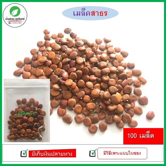 เมล็ดสาธร ไม้สาธร ไม้ป่าเศรษฐกิจ เนื้อไม้สวย แก่นสวย [100เมล็ด]