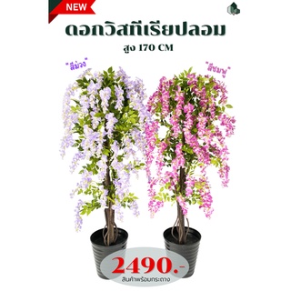 ต้นดอกวิสทีเรียปลอม สูง 1.70 เมตร พร้อมกระถางสีดำ