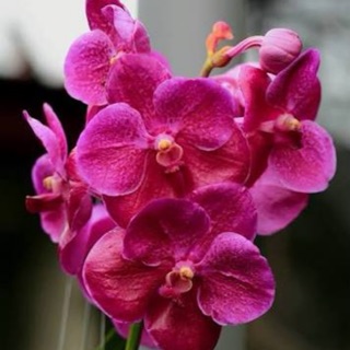 กล้วยไมั แวนด้า เพียวเเว็กซ์ พิ้งค์ Vanda Pure’s Wax Pink