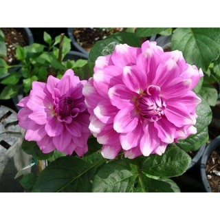 เหง้า หัวไม้ ดอกรักเร่ หรือดอกดาห์เลีย (Dahlia) Dahlia Purple Pretty ดอกใหญ่ สินค้านำเข้า เหง้าแข็งแรงใหญ่