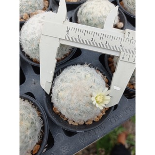 แมมขนนกขาว  Mamillaria plumosa ไม้เพาะเมล็ด ดอกสีขาว ส่งทั้งกระถาง