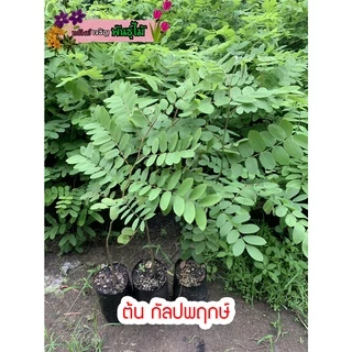 ต้น กัลปพฤกษ์ หรือ ซากุระ เมืองไทย สูง 60-80 cm. สำคัญกรุณาสั่งซื้อในเวลา12:00น.-00:00น.
