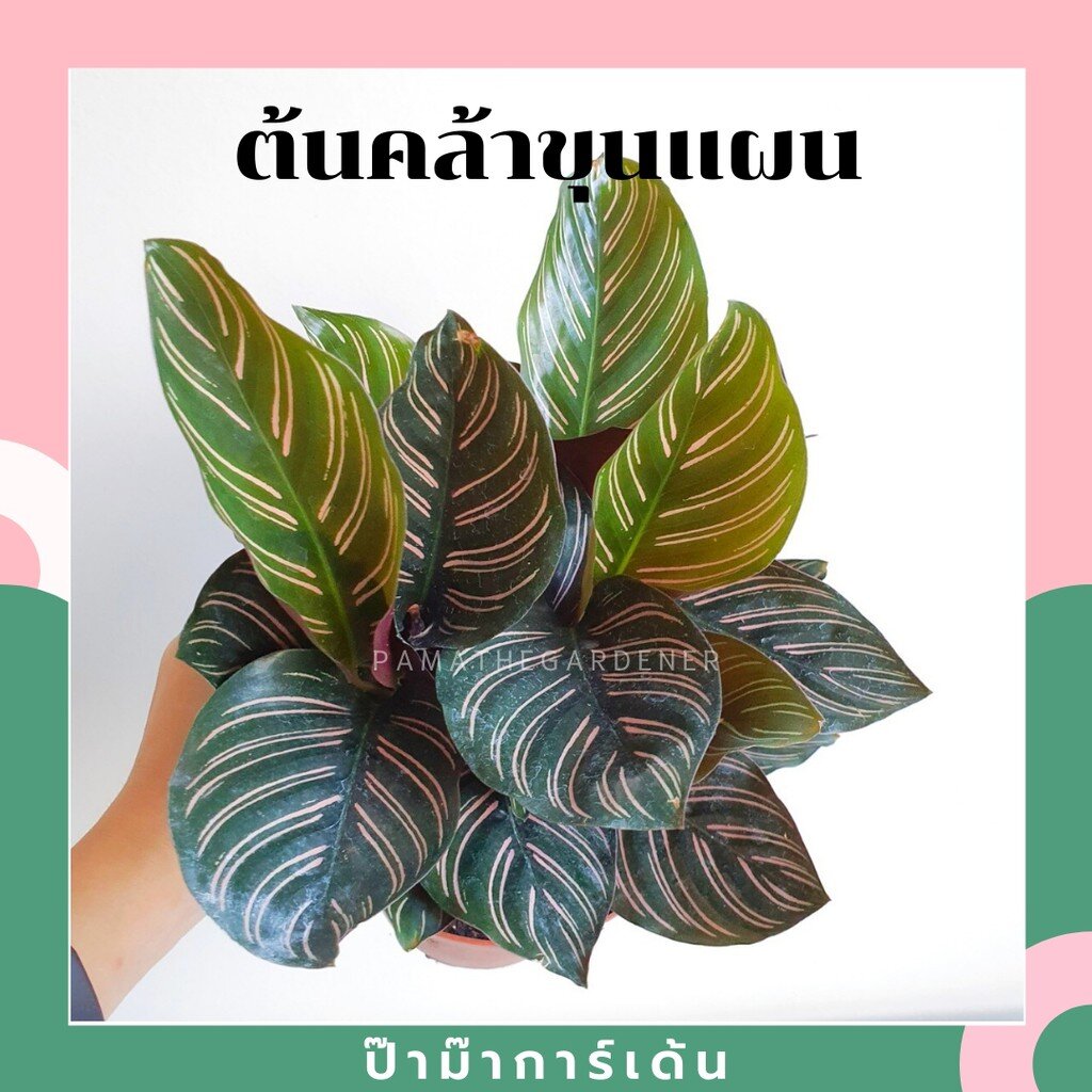 มุมมอง 4