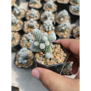 แมมตุ๊กตาญี่ปุ่นแคระ (Mammillaria gracilis) 🌵🪆🌵🪆🌵🪆