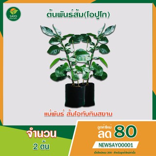 ต้นพันธ์ส้มโอ ส้มโอปูโก (แม่พันธ์ ส้มโอทับทิมสยาม) 2 ต้น (ส่งฟรี)