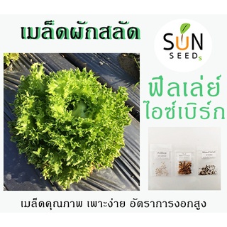 เมล็ดสลัด ฟิลเล่ย์ ไอซ์เบิร์ก (Frillice Ice Berg Lettuce) 10 บาท 50-60 เมล็ด เพาะง่าย โตไว (ผัก เมล็ดผัก  สลัด ผักสลัด )