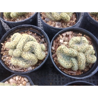 💥แมมนิ้วทองคริสตาต้า💥 mammillaria elongata cristata ขนาด 3-4ซม.ต้นกระบองเพชร (กรุณาอ่านรายละเอียดก่อนทำการสั่งซื้อครับ)