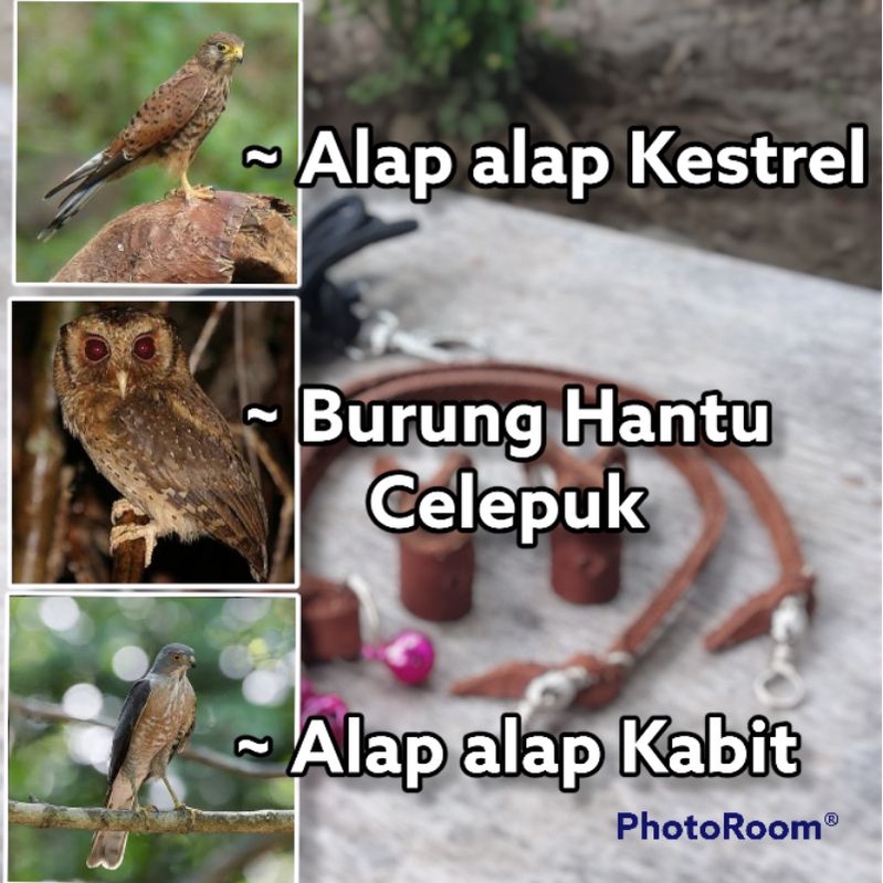 Angklet alap Kestrel/Kastrel, Kabit, และนกฮูก celepuk ราคา ถูกที่สุด ดีลบีเคเค แกลเลอรีภาพที่ 2