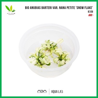 BIO Mizukusa no Mori Anubias barteri var. nana Petite Snow Flake’ (อนูเบียสสโนวเฟลค) [ไม้น้ำ - Aquatic Plant]