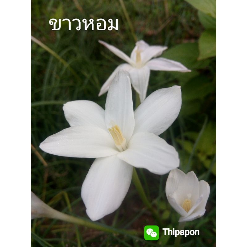บัวดินขาวหอม  ดอกสวยมีกลิ่นหอม  จำนวน1หัว