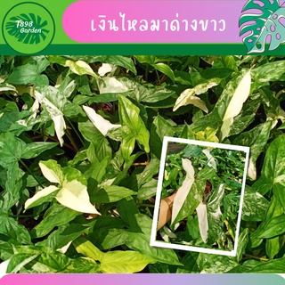 เงินไหลมาด่างขาว Synogonium podophyllum เงินไหลมาด่าง กระถาง 4 นิ้ว