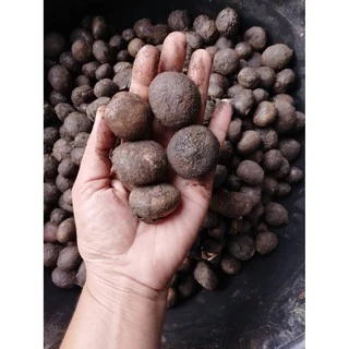 เชื้อเห็ดเผาะ/เห็ดถอบสูตรเข้มข้น คัดแต่ลูกที่มีสปอร์สีดำ นำมาเพาะเชื้อ แล้วนำมาราดกับรากต้นไม้อาศัย เพื่อให้เชื้อเกาะราก