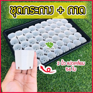 🍄เซ็ตถาดไดโซะใหญ่ พร้อมกระถาง 2 นิ้ว แปดเหลี่ยม 54 ใบ 🍄 ถาดเพาะต้นอ่อน ถาดเพาะ กระถางแคคตัส กระบองเพชร ไม้อวบน้ำ ถาดเพาะ