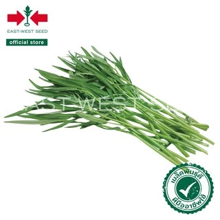 ศรแดง เมล็ดพันธุ์ผักบุ้ง ยอดไผ่ 9 (East-West Seed) เมล็ดพันธุ์ผัก เมล็ดพันธุ์ ผักสวนครัว ตราศรแดง