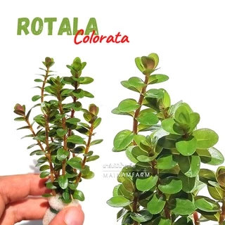 โรทาล่า โคโลราต้า - Rotala Colorata ราชินีสีแดงแห่งโลกไม้น้ำ