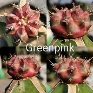 R1- ทีลักซ์ด่าง ตรงปก T-Lux Gymnocalycium Cactus แคคตัส กระบองเพชร ไม้อวบน้ำ ไม้กราฟ ยิมโนด่าง ราคาถูก​ Gymno​ T ลักซ์