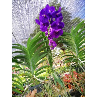 💐กล้วยไม้แวนด้า​ Vanda