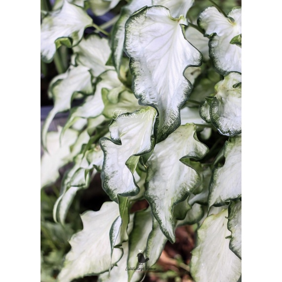 บอนสี | กวนอิม ใบสีขาว ต้นแข็งแรง ส่งพร้อมกระถาง | Flower Nest.