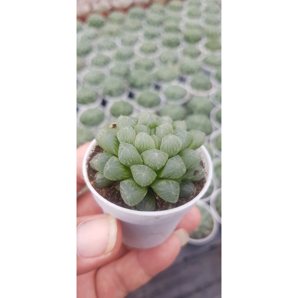 ต้นหยดน้ำ Haworthia cooperi ฮาโวเทีย หยดน้ำ ไม้อวบน้ำ กุหลาบหิน cactus&succulentหลากหลายสายพันธ์ รับ