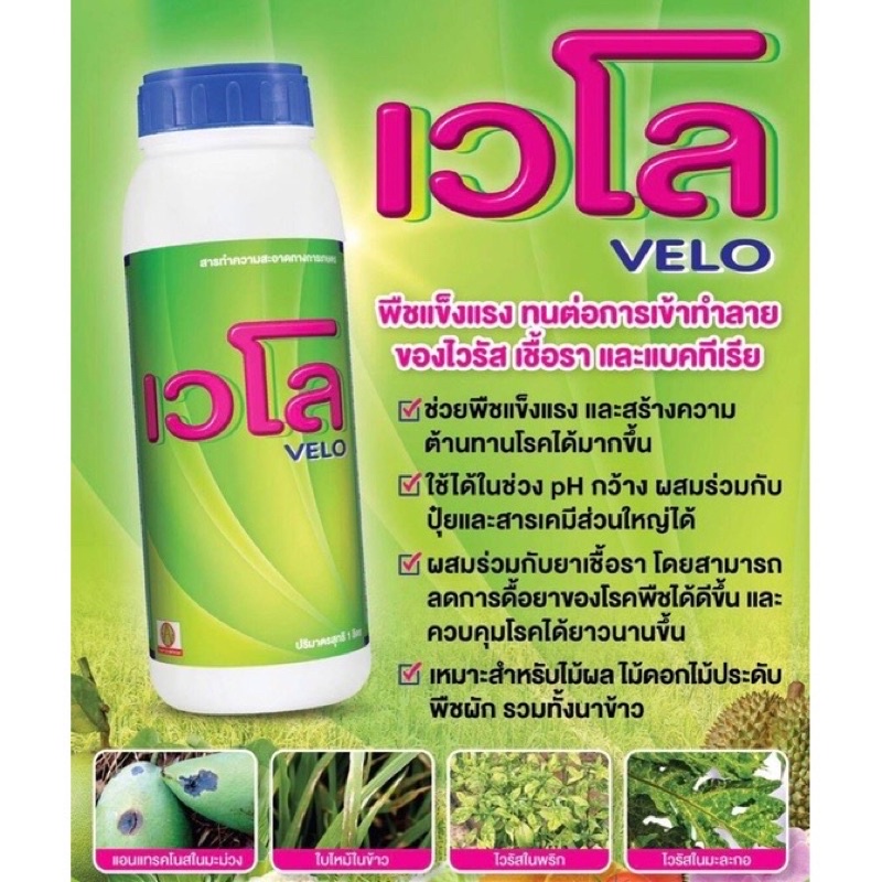 เวโล❌รักษาอาการไวรัสยอดเหลืองในพืชที่เกิดจาก🦠เชื้อรา🦠ไวรัส🦠แบคทีเรีย⚡️ช่วยให้พืชสร้างความต้านทานต่อโรคพืชแข็งแรงมาก