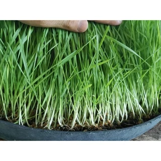 เมล็ดข้าวสาลีราคาถูก (1 กก.) ราคาถูกเกรดนำเข้า Australian Wheat หญ้าแมว อัตราการงอกสูง 98% +