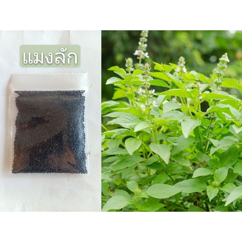แมงลัก เมล็ดพันธุ์ พันธุ์ผัก แบ่งขาย 10฿