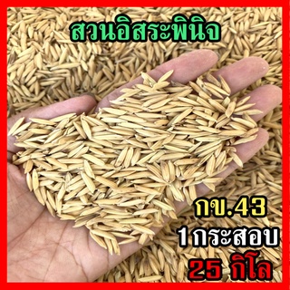 ข้าวปลูก กข43 เมล็ดพันธุ์ข้าว พันธุ์ข้าว กข.43 ผลผลิตดีมาก ( 25 k.g.)