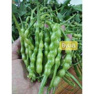 เมล็ดพันธุ์ผัก ผักพฤกษ์/ผักขี้หูด Rat Tailed Radish 200-300เมล็ด